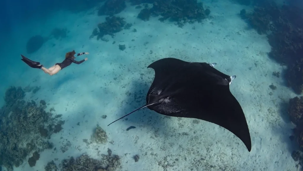 Manta Point - Nusa Penida